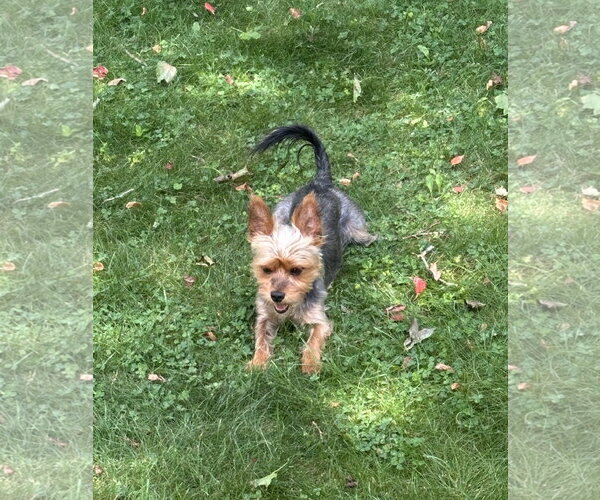 Medium Photo #2 Mutt Puppy For Sale in Allentown,, PA, USA
