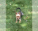 Small #1 Mutt