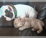 Small #9 French Bulldog