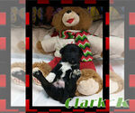 Small Photo #12 Pembroke Welsh Corgi Puppy For Sale in LOGAN, NM, USA