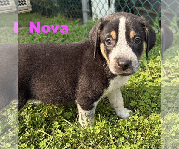 Medium Photo #4 Australian Shepherd-Coonhound Mix Puppy For Sale in Parker Ford, PA, USA