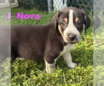 Small Photo #4 Australian Shepherd-Coonhound Mix Puppy For Sale in Parker Ford, PA, USA