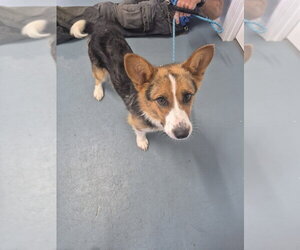 Mutt Dogs for adoption in Linton, IN, USA