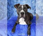 Small #8 American Pit Bull Terrier Mix