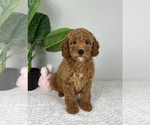 Small Photo #5 Goldendoodle (Miniature) Puppy For Sale in FRANKLIN, IN, USA