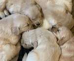 Small Photo #13 Golden Retriever Puppy For Sale in LOVELADY, TX, USA