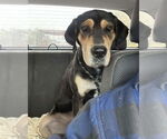 Small #2 American Foxhound Mix