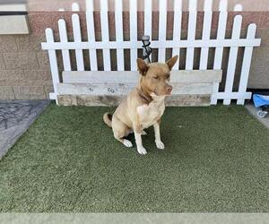 Mutt Dogs for adoption in Modesto, CA, USA