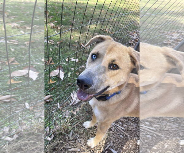 Medium Photo #23 Retriever -Unknown Mix Puppy For Sale in Rustburg, VA, USA