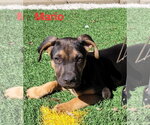 Small #4 Australian Shepherd Mix