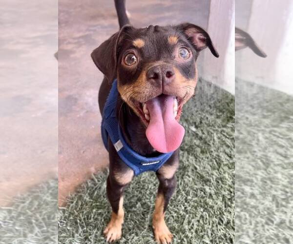 Medium Photo #5 Chihuahua-Unknown Mix Puppy For Sale in phoenix, AZ, USA