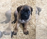 Small Photo #6 Cane Corso Puppy For Sale in BEECH GROVE, IN, USA