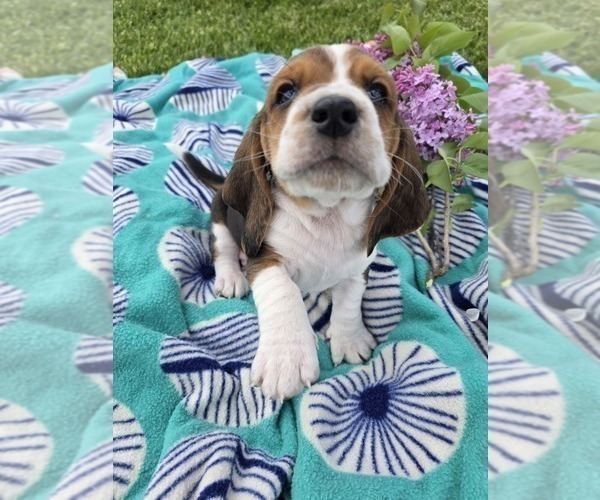 Medium Photo #30 Basset Hound Puppy For Sale in GREENLEAF, WI, USA