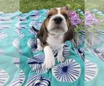 Small #5 Basset Hound
