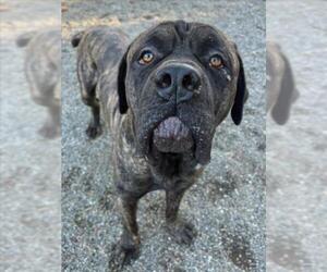 Mastiff Dogs for adoption in Woodland, CA, USA
