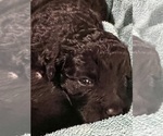 Small Photo #17 Aussiedoodle Miniature  Puppy For Sale in GOSHEN, OH, USA