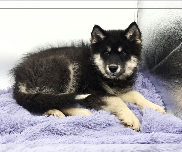 Medium Photo #2 Siberian Husky Puppy For Sale in SANDY HOOK, KY, USA