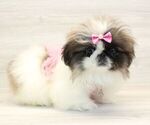 Small Photo #6 Pekingese Puppy For Sale in LAS VEGAS, NV, USA