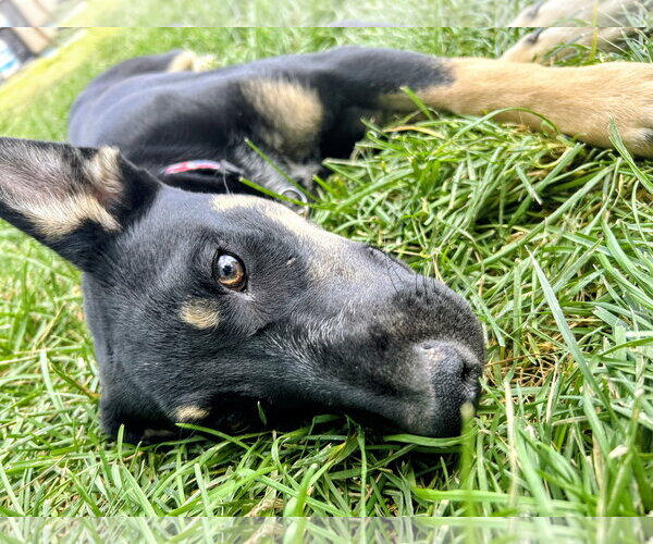 Medium Photo #4 Shepweiller Puppy For Sale in Sandy, UT, USA