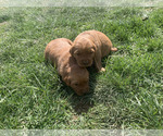Small #20 Golden Retriever