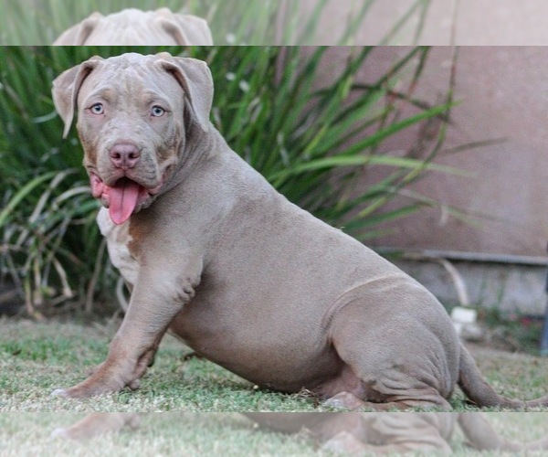 Medium Photo #7 American Bully Puppy For Sale in BAKERSFIELD, CA, USA