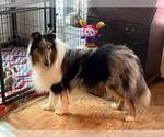 Small Photo #1 Collie Puppy For Sale in HAGERSTOWN, MD, USA