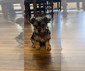 Mutt-Yorkshire Terrier Mix Puppy for sale in LABELLE, FL, USA