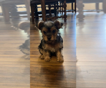 Image preview for Ad Listing. Nickname: Yorkie Mix