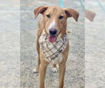 Small Labrador Retriever-Rhodesian Ridgeback Mix