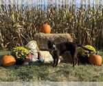 Small #5 Mutt