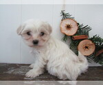 Small #3 Maltipoo