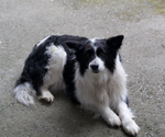 Small Photo #1 Border-Aussie Puppy For Sale in ENUMCLAW, WA, USA