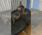 Small Photo #50 French Bulldog Puppy For Sale in NEWARK, NJ, USA