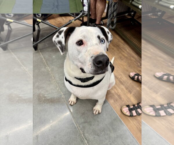 Medium Photo #12 Mutt Puppy For Sale in White Bluff, TN, USA