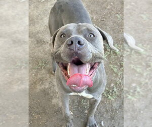 Mutt Dogs for adoption in Riverside, CA, USA