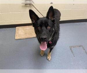 German Shepherd Dog Dogs for adoption in Denver, CO, USA