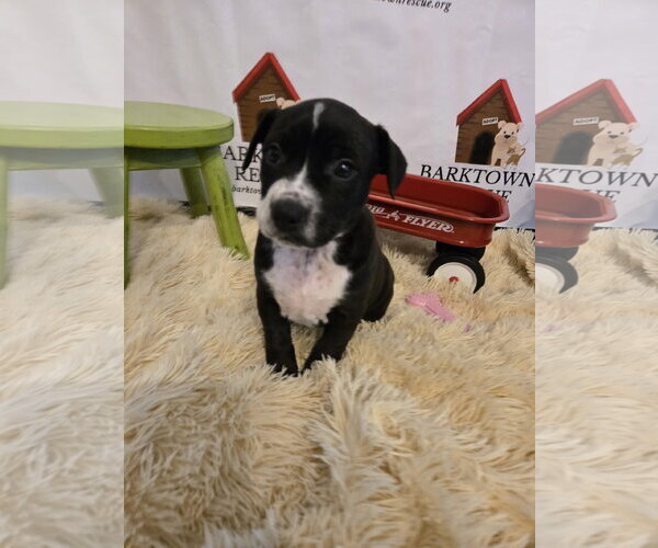 Medium Photo #1 American Staffordshire Terrier-Unknown Mix Puppy For Sale in Bardstown, KY, USA