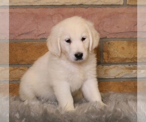 English Cream Golden Retriever Puppy for sale in FREDERICKSBG, OH, USA