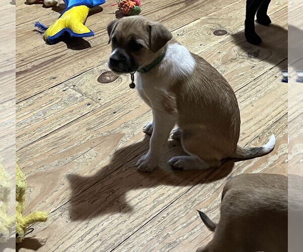 Medium Photo #9 Border Terrier-Unknown Mix Puppy For Sale in Denver , CO, USA