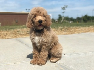 Irish Doodle Puppy for sale in WILLIAMSTOWN, KY, USA