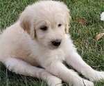 Small Photo #6 Goldendoodle Puppy For Sale in RIO RANCHO, NM, USA