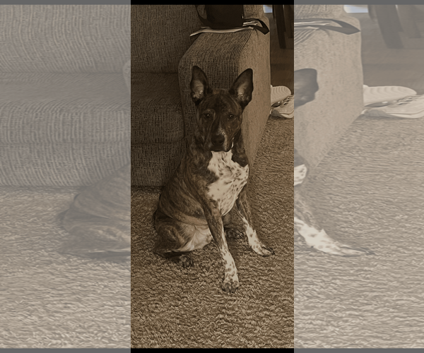 Medium Photo #4 Plott Hound-Unknown Mix Puppy For Sale in McKinney, TX, USA