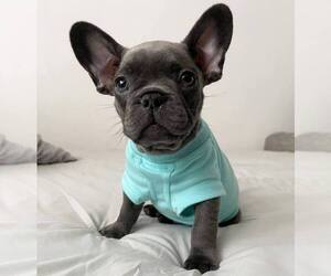 French Bulldog Puppy for sale in HOUSTON, TX, USA