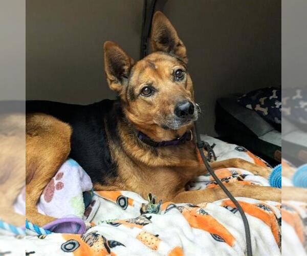 Medium Photo #2 German Shepherd Dog-Unknown Mix Puppy For Sale in Camarillo, CA, USA