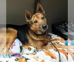Small #1 German Shepherd Dog Mix