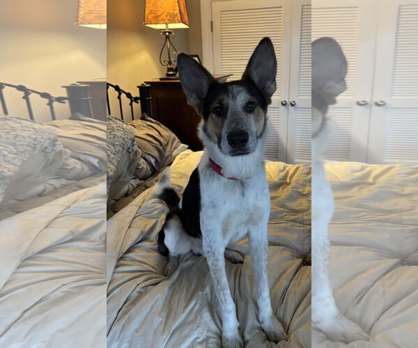 Medium Photo #3 Mutt Puppy For Sale in Garden City, NY, USA