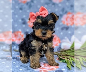Yorkshire Terrier Puppy for sale in QUARRYVILLE, PA, USA