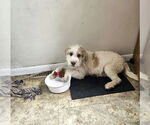 Small #2 Mutt