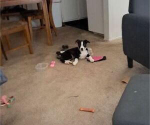 American Pit Bull Terrier-Labrador Retriever Mix Puppy for sale in LAKEWOOD, CO, USA