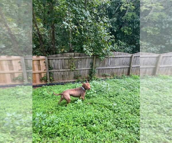 Medium Photo #13 Mutt Puppy For Sale in Holly Springs, NC, USA
